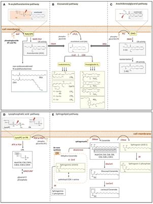 Analysis of fatty acid-derived lipids in critically ill patients after cardiac surgery yields novel pathophysiologically relevant mediators with possible relevance for systemic inflammatory reactions